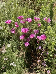 Clarkia amoena amoena