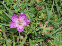 Geranium subargenteum
