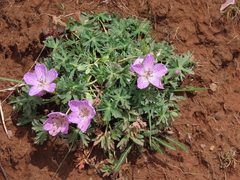 Geranium subargenteum