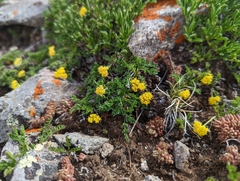 Oreoxis alpina
