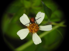 Nemognatha piazata