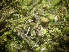 Gymnocolea inflata
