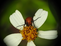 Nemognatha piazata