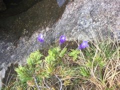 Pinguicula leptoceras