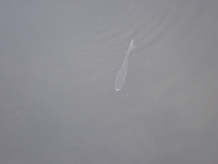 Actinopterygii