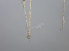 Actinopterygii