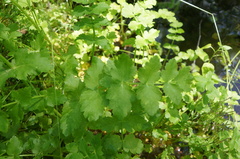 Berula erecta