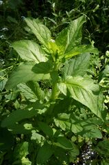 Scrophularia umbrosa