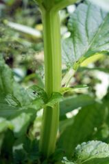 Scrophularia umbrosa