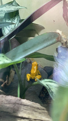 Phyllobates terribilis