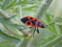 Pyrrhocoris apterus
