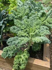 Brassica juncea integrifolia