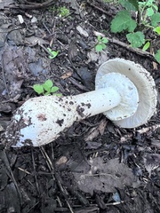 Amanita franchetii
