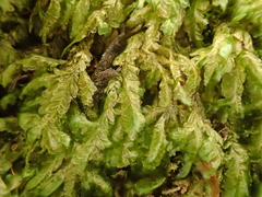 Homalia trichomanoides