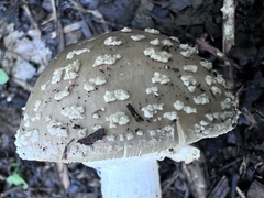 Amanita franchetii