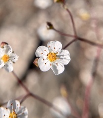 Ivesia santolinoides