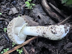 Amanita franchetii
