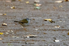 Myiothlypis leucophrys