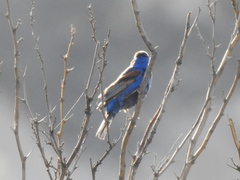 Passerina caerulea
