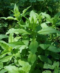 Scrophularia umbrosa