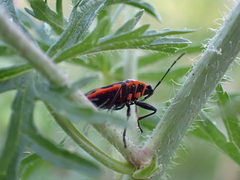 Pyrrhocoris apterus