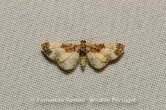 Eupithecia breviculata