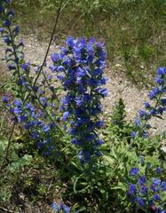 Echium vulgare