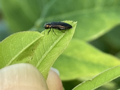 Agrilus cuprescens