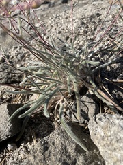 Ivesia santolinoides