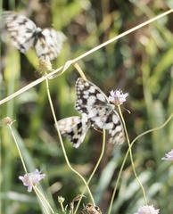 Melanargia galathea