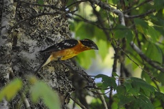 Pheucticus melanocephalus