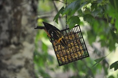 Pheucticus melanocephalus