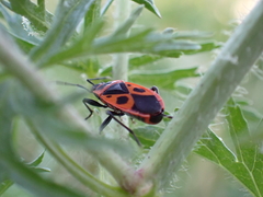 Pyrrhocoris apterus