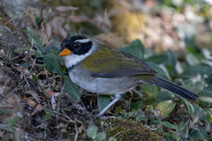 Arremon flavirostris