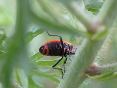 Pyrrhocoris apterus