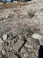 Ivesia santolinoides