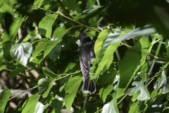 Tyrannus tyrannus