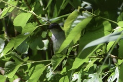Tyrannus tyrannus