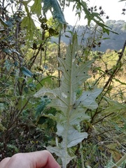 Berkheya bipinnatifida