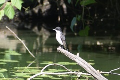Tyrannus tyrannus
