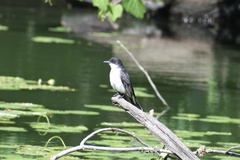 Tyrannus tyrannus