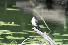 Tyrannus tyrannus