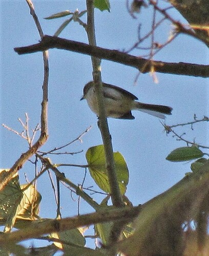 Bay-ringed Tyrannulet (Phylloscartes sylviolus), photo 9