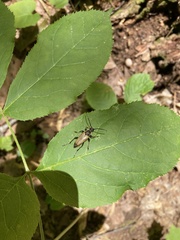 Trigonarthris subpubescens