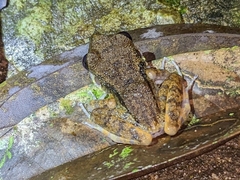 Pristimantis gaigei