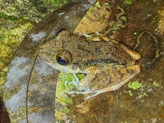 Pristimantis gaigei