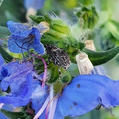 Mogulones geographicus