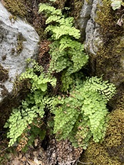Adiantum shastense image