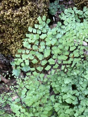 Adiantum shastense image