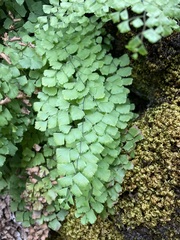 Adiantum shastense image